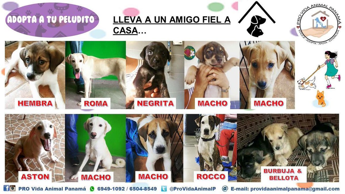 Estas bellezas están disponibles para familias responsables que tengan casa propia y cercada.  🐶🐾😸💞