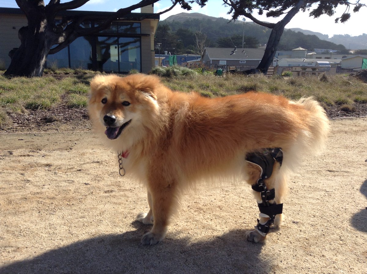 Lami working out during her rehab appointment! 
#orthopets #dogbrace #dogkneebrace #rehab #animalorthotics #secondchances