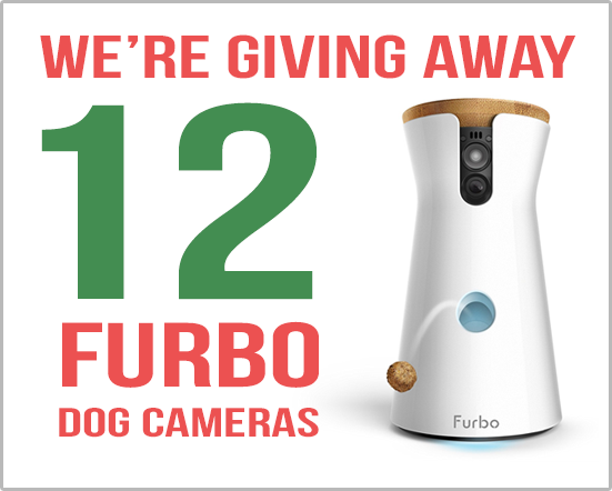 BestPetCam's tweet photo. We're giving away 12 Furbo Dog Cameras - $3,000 retail value! Enter here! #furbo #petcam #pets #AmazonGiveaway https://t.co/ey1uzBeYuF https://t.co/3AiwdZ2Tgb