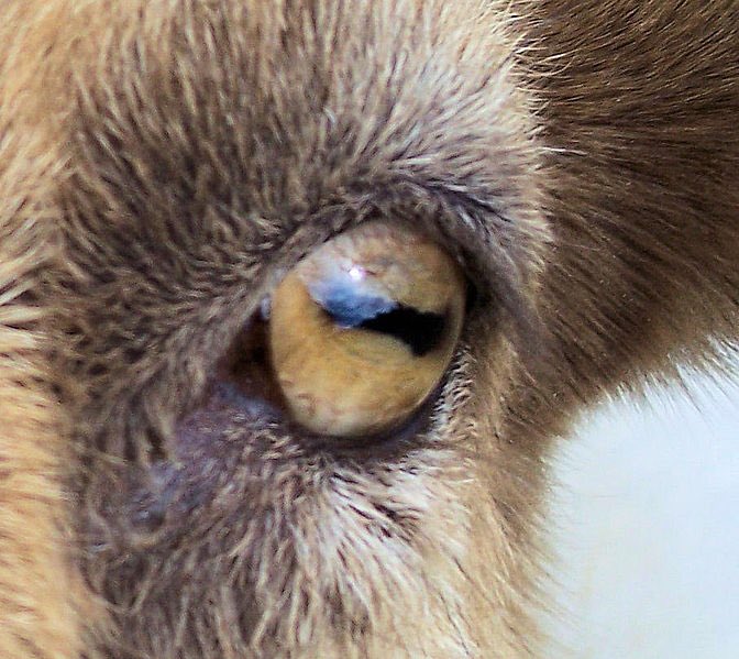 PeterCVelazquez's tweet photo. @NutmegSomething Ever wondered why some animals have horizontal slit pupils? Some examples would include some frogs/toads, goats...(1 of 2) https://t.co/9ZXYTC7B2p