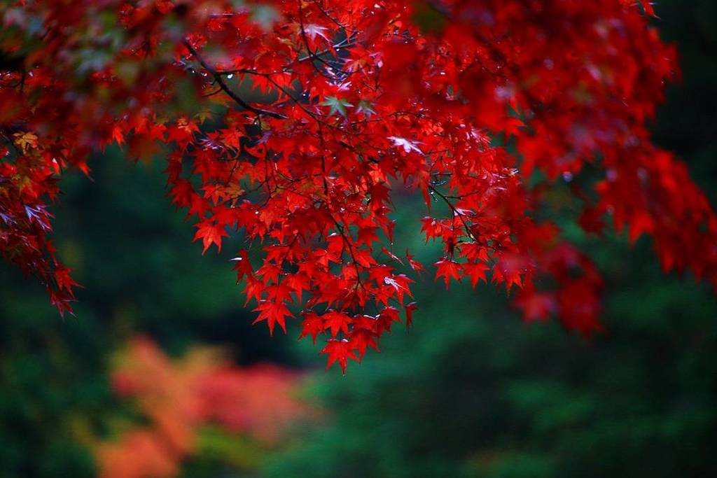 kyotomoyou's tweet photo. 京都 神護寺の雨に濡れた紅葉🍁
2016/11/10撮影
#神護寺 #神護寺紅葉 #2016紅葉 #2016fall #2016autumn #autumleaves #color… https://t.co/4QnQBN25Wk https://t.co/cDakjRrkrQ