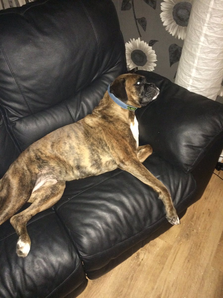 PoppaHodson's tweet photo. @johnlewisretail while your boxer is bouncing! 😂 Mine is doing this!!😂🐶☃#johnlewis #xmas #boxerdog #bouncebounce https://t.co/o8eYKoQoyb