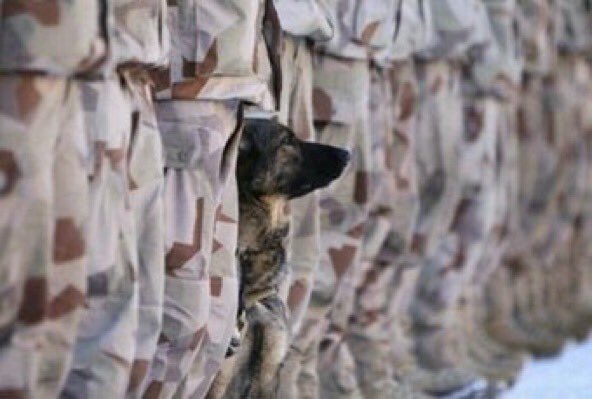CoolXDogs's tweet image. 🇺🇸 Home of the free because of the brave.

#ThankYouVeterans #MWDs #gratitude #veterans #service #VeteransDay @MRitland