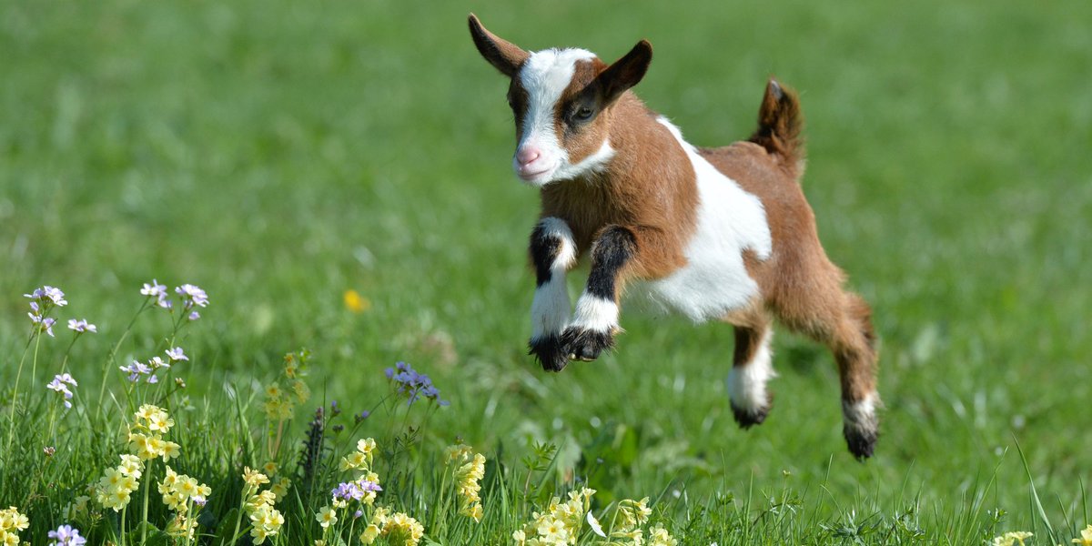 PetsTrump's tweet photo. @ladygaga This little guy lives out in the country and he's kinda cute!  Where ya off to in such a hurry, little buddy??!! https://t.co/DpwSd96mQk