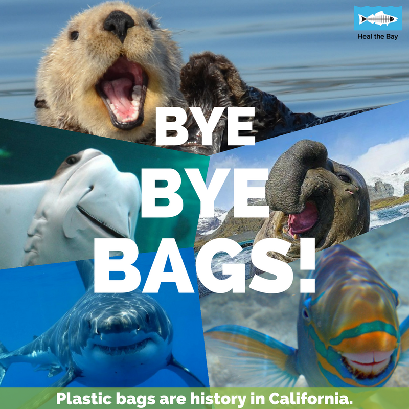 HealTheBay's tweet photo. Um, guys...#YESON67 PASSED! YAHOOOOO! Celebrating on behalf of our finned/furry/scaly friends. Blog: https://t.co/nw3hnMyeym https://t.co/IWudR1buHY