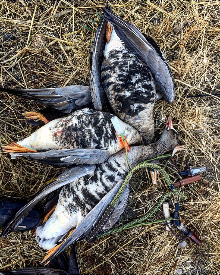 When you get your limit in before work 👌 Try our new Specklebelly call: store.duckcommander.com/duck-calls/spe…