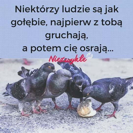 Aga_SG's tweet photo. Ja srajacych z #procy pociagne๐ https://t.co/y8pR4xRhiW