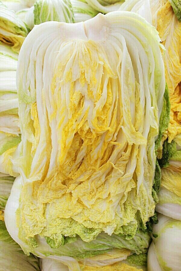 ♥충북음성특품절임배추♥
*90일 배추
올해도 맛난 불암플러스로 심었습니다.
*신안 천일염으로 절임니다.
*특품 1박스 20kg (7~8포기)
34000원 무료배송
☎ 010-4939-1147