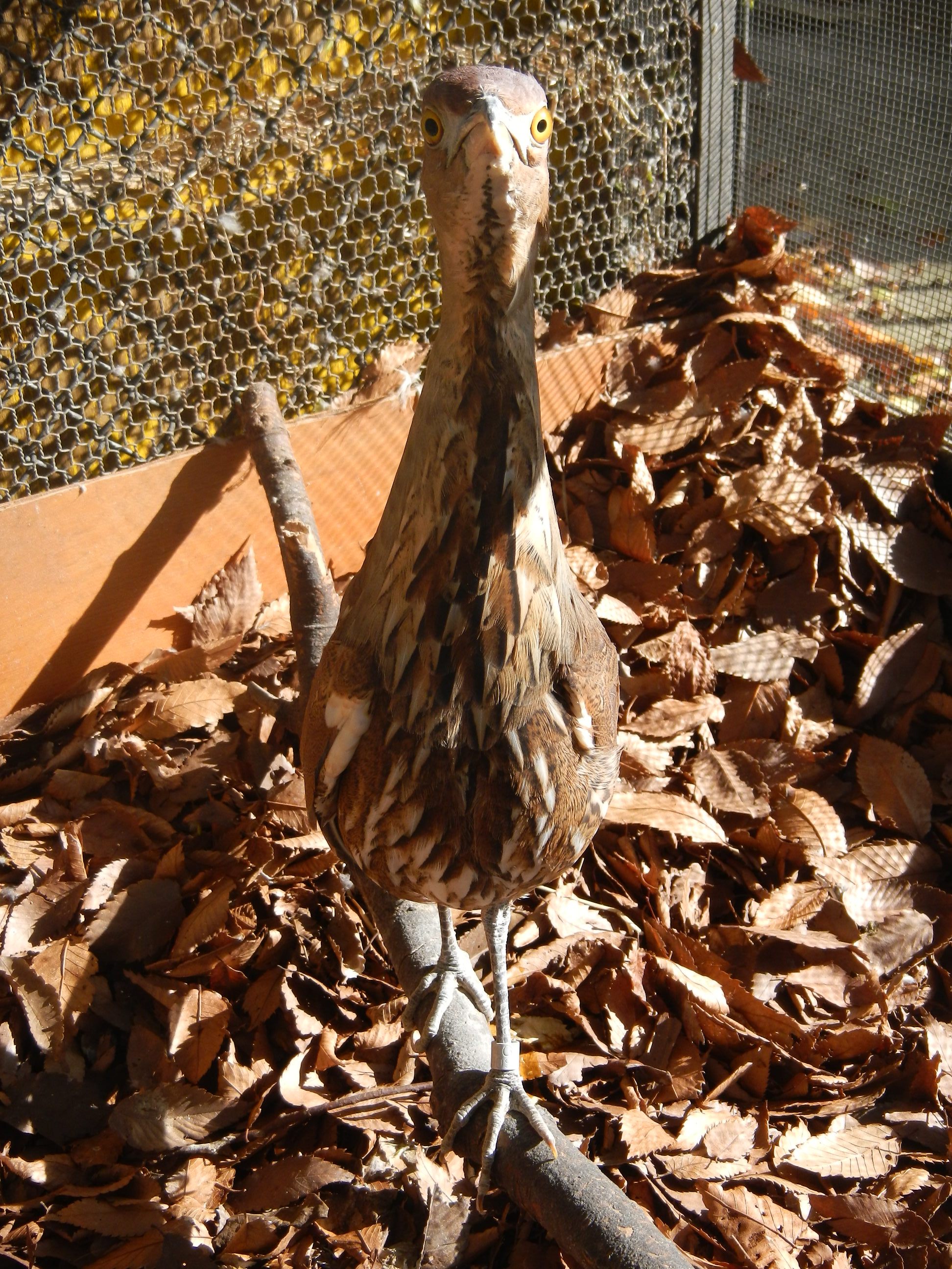 横浜市立野毛山動物園 公式 巷では 11月11日にかけて細長いものが流行っているようなので 野毛山動物園にいる細長い動物を紹介します 擬態 をしているミゾゴイの ミゾタロウ です 擬態とは敵に見つかりにくいように周囲のものなどに姿を似せる