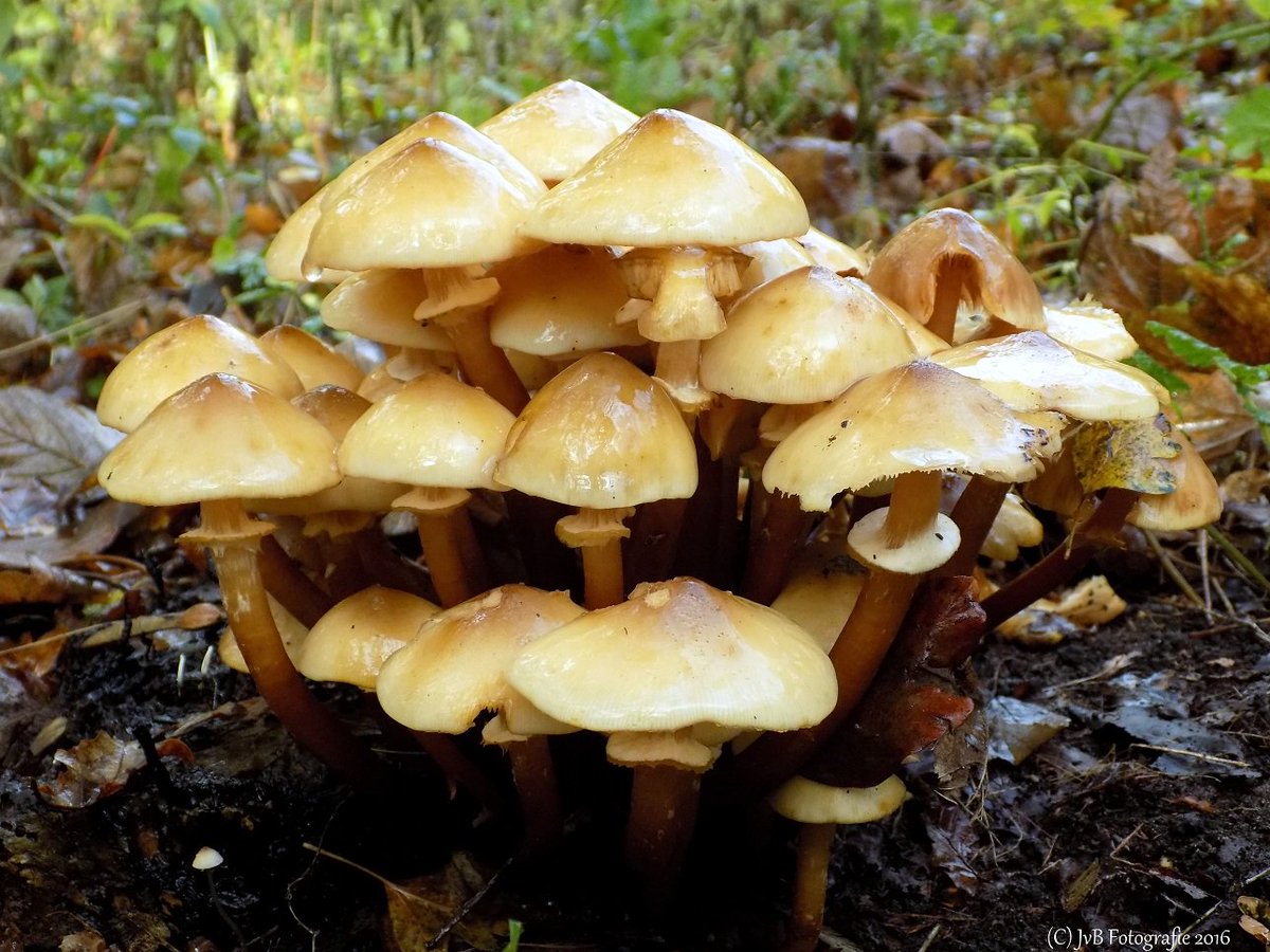 janvb68's tweet photo. Kabouterhuisjes #Herfst2016 #Castricum #bos https://t.co/PM2AMDyS6t
