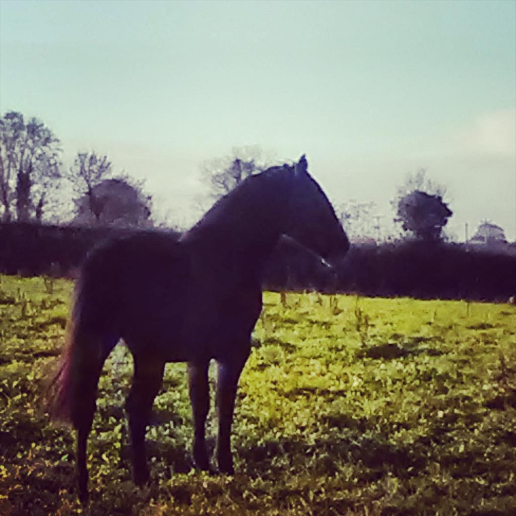 MurphysMagic8's tweet image. Coco posing lol