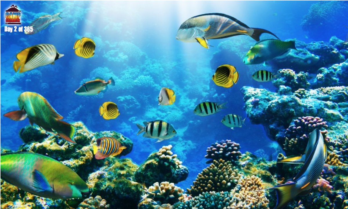 CampCaribbean's tweet image. Day 2 of 365: the Caribbean has some of the best wildlife. Why not experience some of this on your #CampCaribbean journey!!!