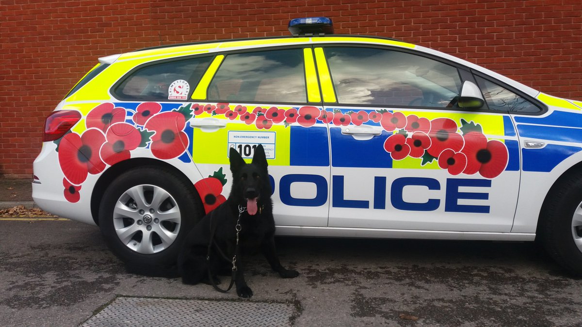 PoliceDogDorset's tweet image. PD Be showing her support for all our hero's #remembranceday #WeWillRememberThem #poppyappeal