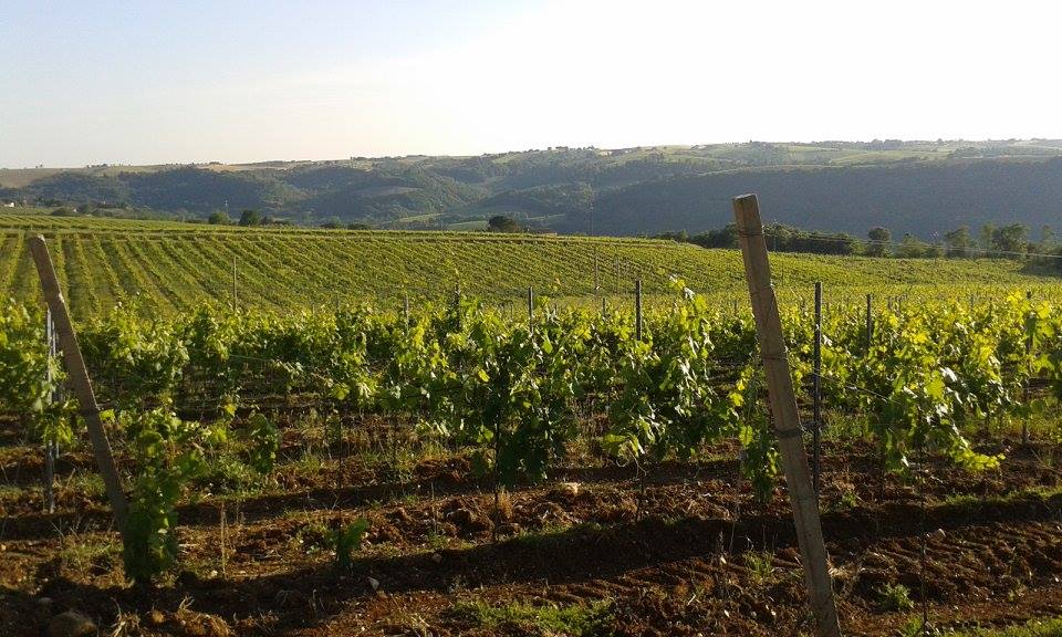 OrvietoDOC's tweet photo. L'azienda @lacarraiawine coniuga tradizione e innovazione, al fine di migliorare la qualità del suo vino #terroir #qualità #iloveorvietodoc https://t.co/gwGcysLUtv