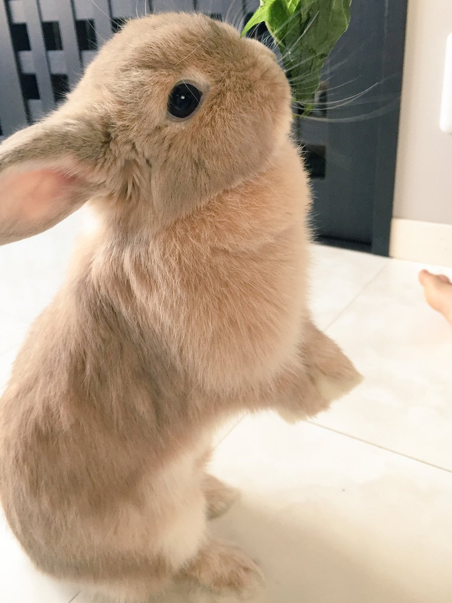 ♡新作♡ ミルクティーちゃん 立ち耳うさちゃん ♡新作♡ ミルクティー