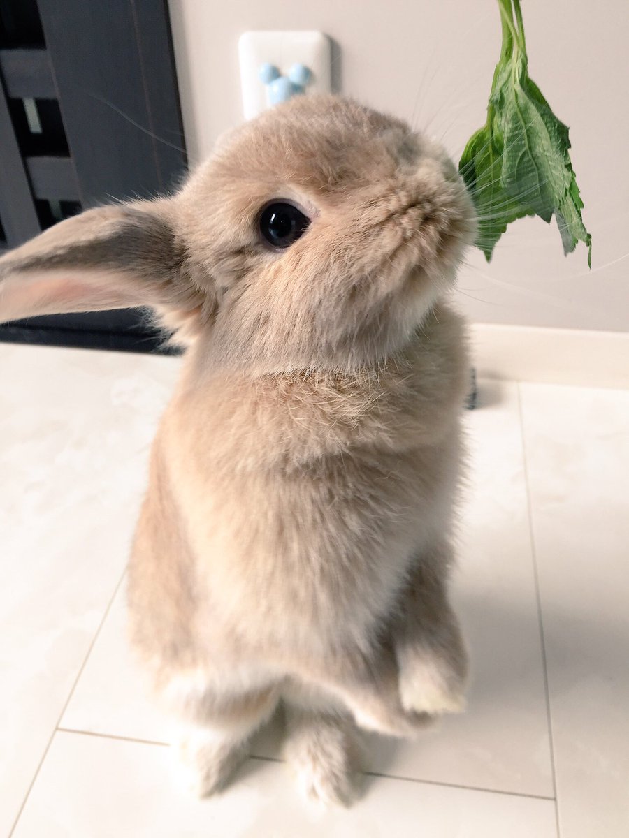 トナちゃん No Twitter 今日は立ち耳うさぎの日らしいので 片耳しか立ってないしトナは垂れ耳うさぎだし でも片耳立ってる写真あったから載せちゃえ トナちゃん No Twitter 今日は立ち耳うさぎの日らしいので 片耳しか立ってないしトナは垂れ耳うさぎだし でも片耳立ってる写真あったから載せちゃえ
