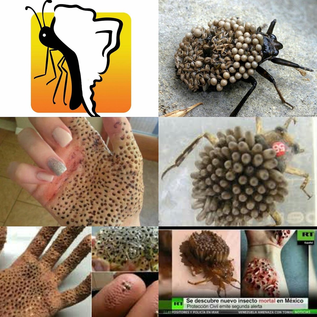 Lista 98+ Foto Como Eliminar Bichos De La Tierra De Las Plantas El último 10/2023 Lista 98+ Foto Como Eliminar Bichos De La Tierra De Las Plantas El último 10/2023