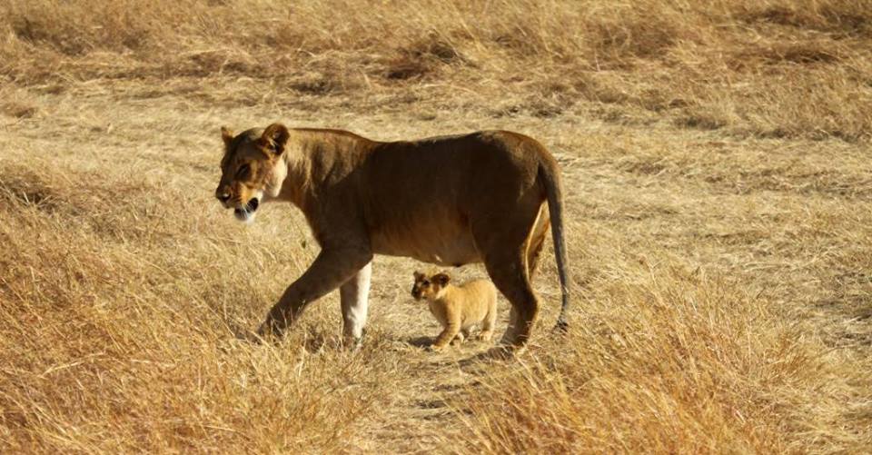 KenyaWildTrust's tweet photo. This #Lemek pride lioness has taught her cub to stay close by for #protection in the #wild @MaraLionProject https://t.co/WDlrkFvWiF