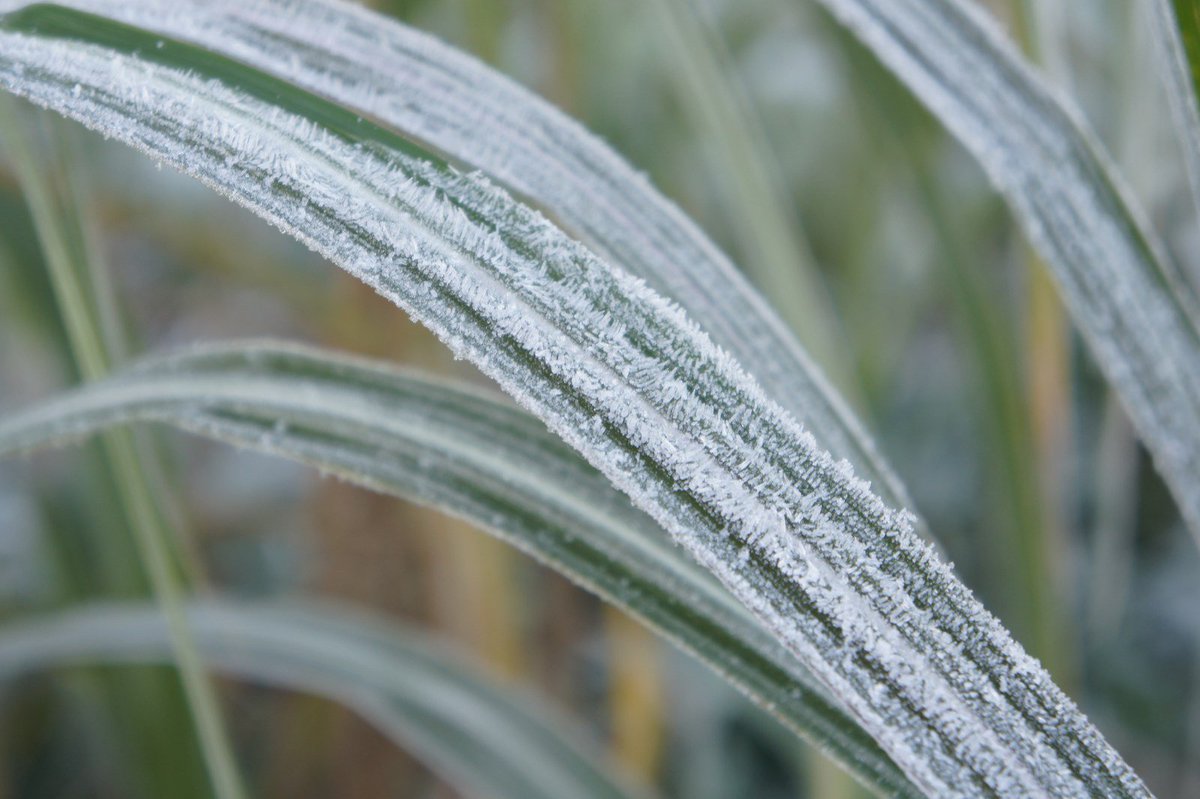 Habt ihr eure #Gräser schon #winterfest gemacht? Wenn hier, hier ein paar #Gartentipps dazu: jumbograshecke.com/graeser-winter…