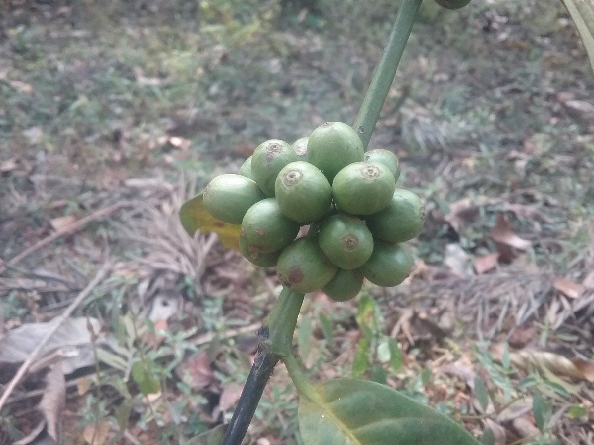ArunavaBanerj18's tweet image. Coffee plantations estimate losses as rain gods show no mercy in Koppa. #PrintPods #InsertComma #ObserveThis16