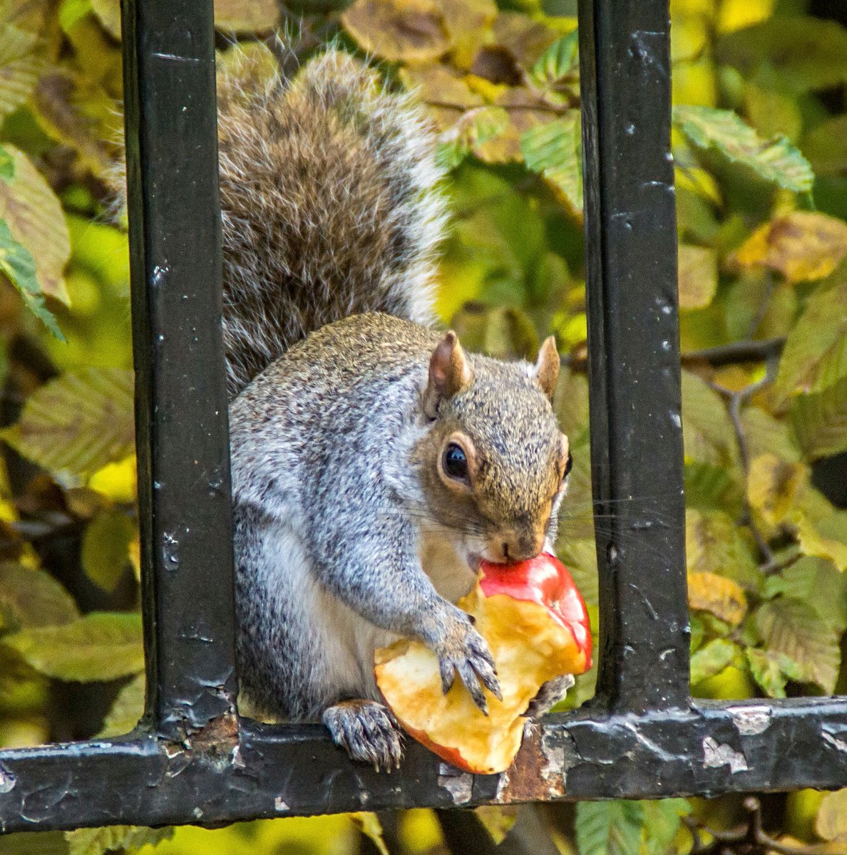 bosch_john's tweet photo. an apple a day keeps the doctor away https://t.co/LcxuUDgz9K
