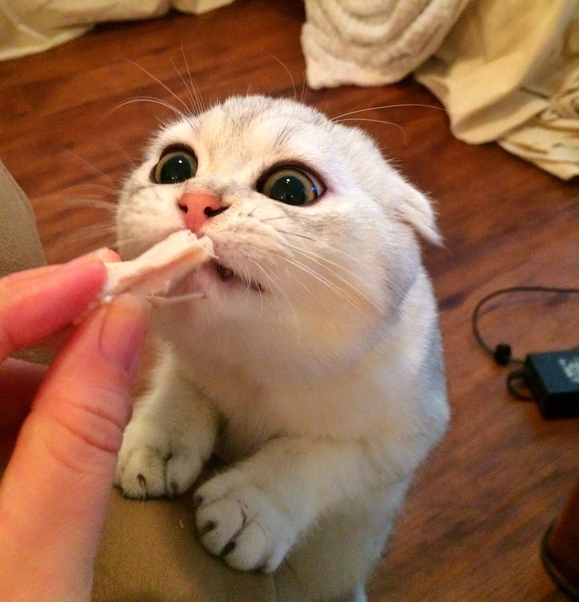 Вера Кандакова tweet media