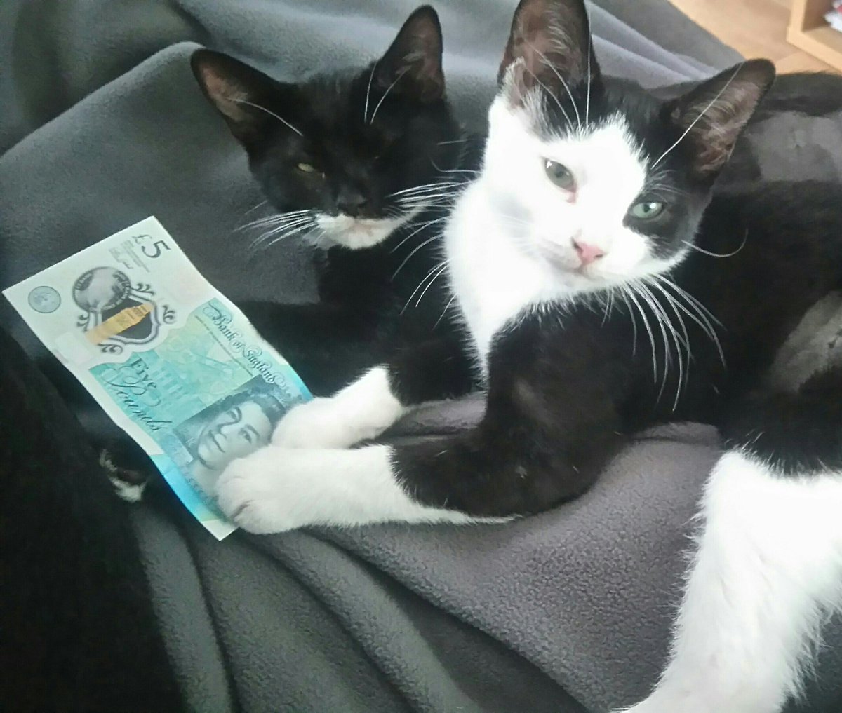 AmyDilley1's tweet image. Finally got my #firstfiver sending it to @CeliaHammond who work around the clock to help as many animals as they can