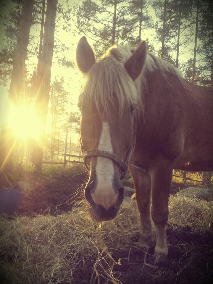 Kiitos kaikesta LIISING ❤️ Ei riitä sanat kertomaan ikävää. Muistoissa ja sydämissämme ainiaan. Lepää rauhassa 5.7.1994-27.10.2016.
