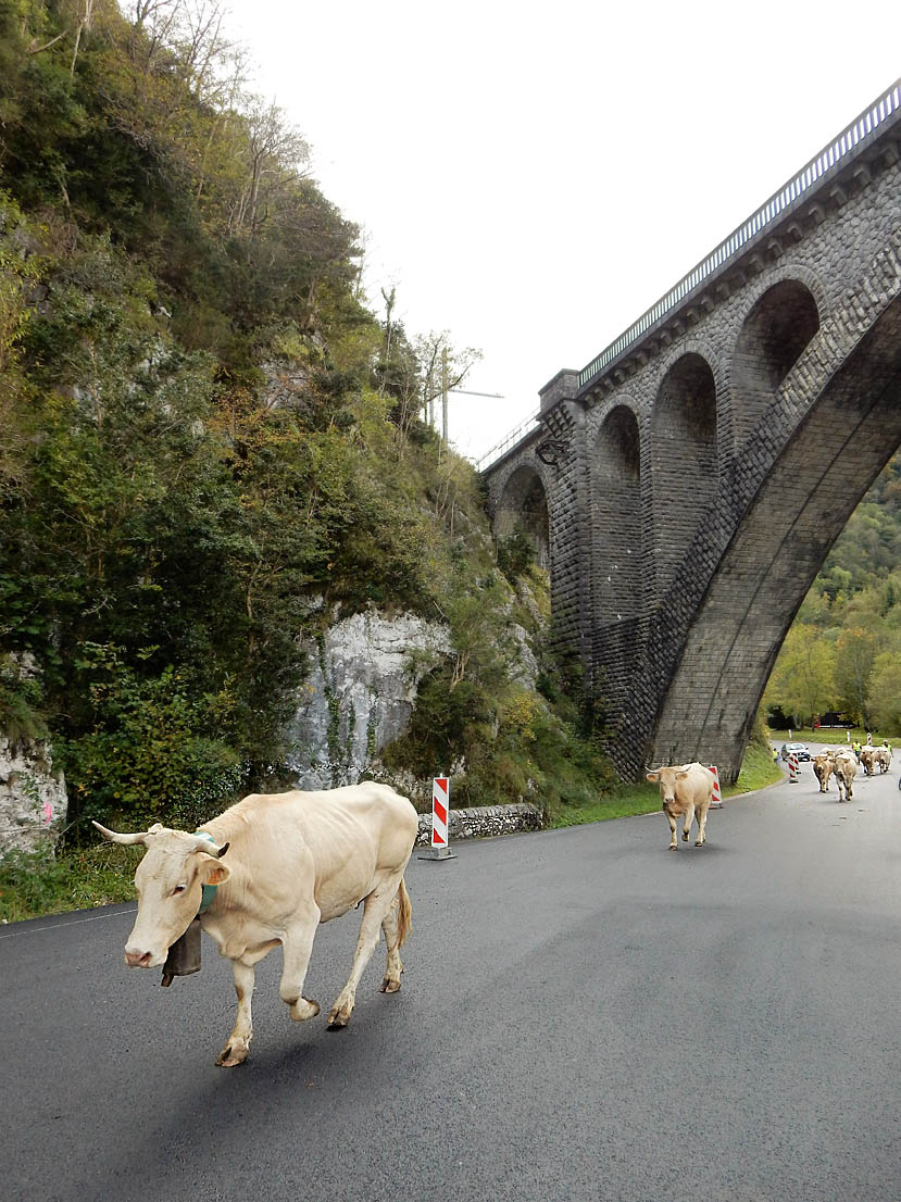 BiarnToustem's tweet photo. #LAGENDADUJOUR DE #BIARNTOUSTÉM #TRANSHUMANCE #SARRANCE #VERDETS #OLORON #BÉARN #PYRÉNÉESATLANTIQUES - https://t.co/7vQkxq1ptw https://t.co/1DjjIBiEDB