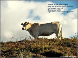 bellinga2's tweet image. ontmoeting in het Zwanenwater mijnlimericks.nl/ontmoeting-in-…