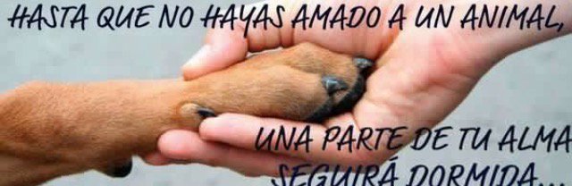 Si piensas que esto es cierto dale RT!! #Buenosdias candeleros!Aqui no paramos!Asique vamos a por el #Domingo 💪🏼 <a href="/Maria_CarrascoJ/">María Carrasco</a> #Adopta
