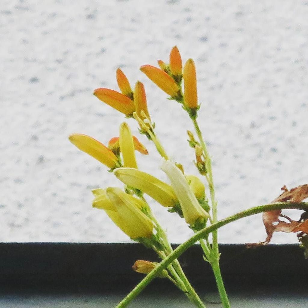 すこたん まだまだ花が続く ミナロバータ 朝顔と同じくそろそろ種取り と思いきや 節から新しい芽がたくさん出始めている もう一回咲けるかな 朝顔 あさがお ミナロバータ Min T Co A84dhqq9pa T Co Rnwp567a0u Twitter