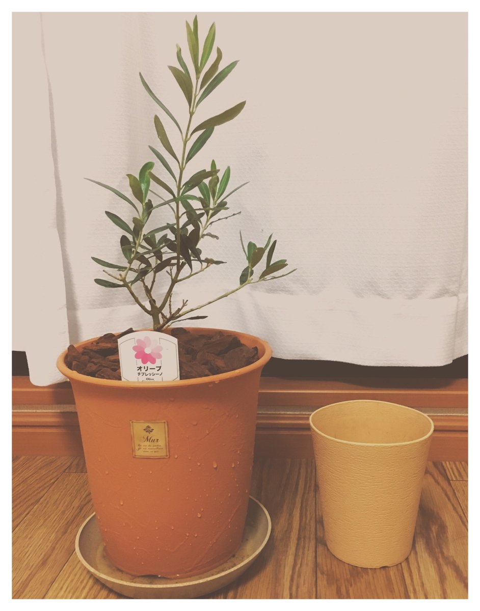 Mico オリーブ植え替え完了 左が植え替える前の4号鉢 6号鉢に替えました 初植え替えだから枯れないか心配なのと 部屋が肥料臭くて辛い W