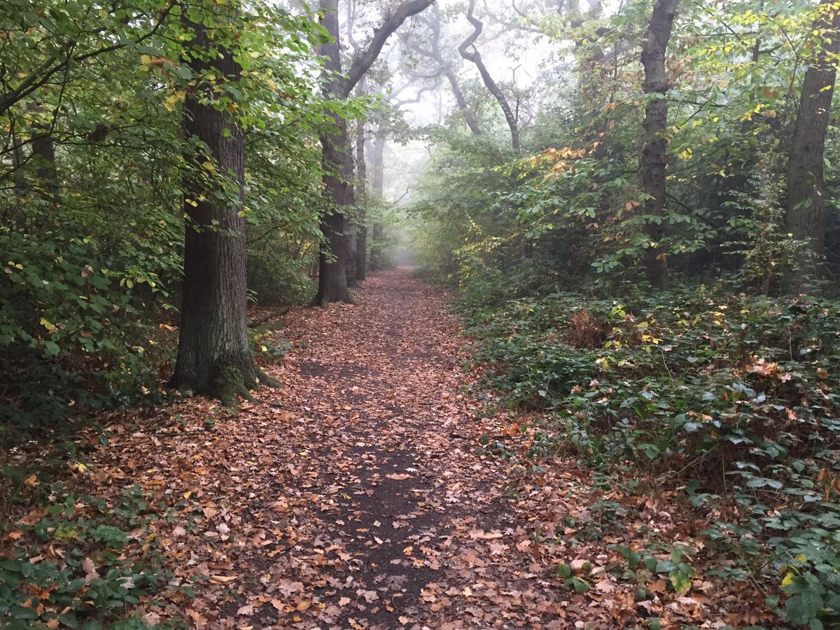 261Greenwich's tweet photo. #fearlessrunning enjoying the cold and misty woods this morning #BeFearlessBeFree https://t.co/Kvptj44UBy
