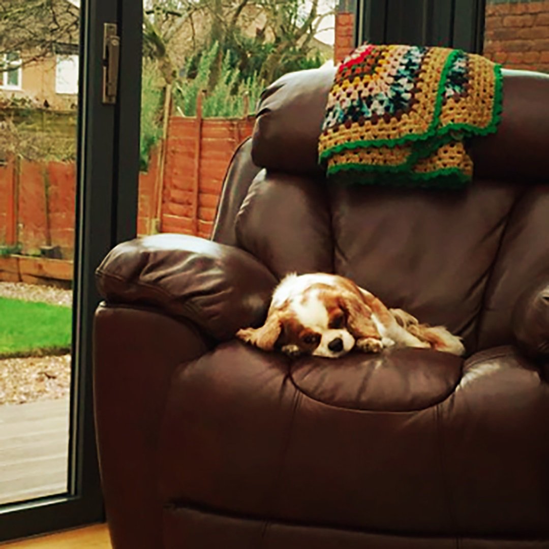 DFS's tweet photo. Hands up if Sunday= Day of naps! πΆ #mydfs #sunday #dfspets #dogsoftwitter https://t.co/3iZDXom6R6