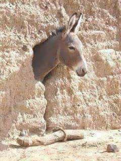 #الحشد_الاعلامي_الوطني الا تبت ايديكم بما افتيتم ياخنازير
