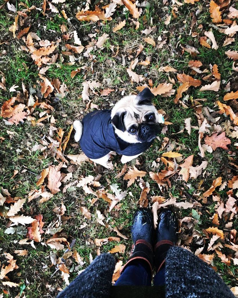 Thekee2happy's tweet photo. I ❤️ Autumn walks with this one especially after an extra hour in bed! 😍😍 #autumn🍁🍂 #favou… https://t.co/1kPgVyeiNm https://t.co/ReqJDw7ccL