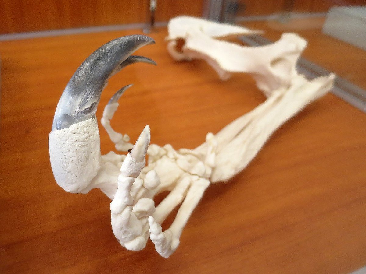 Koichi Murata オオアリクイの前肢 この大きな爪で天敵のジャガーに立ち向かい 人間をも死に至らしめることがあります オオアリクイ ズーラシア T Co 0abdd4kd3q Twitter