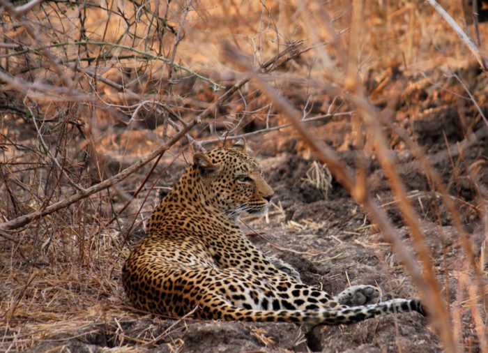Life in the Wilderness #luckiestguyalive  #safarilegends #photographicsafaris #wildandremo... ridebotswana.com/a-life-in-the-…