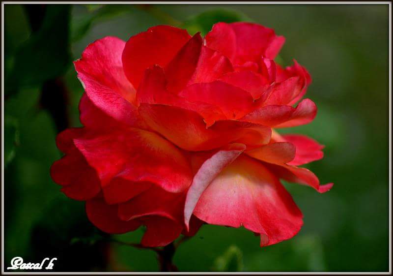 pascal_hp tweet picture