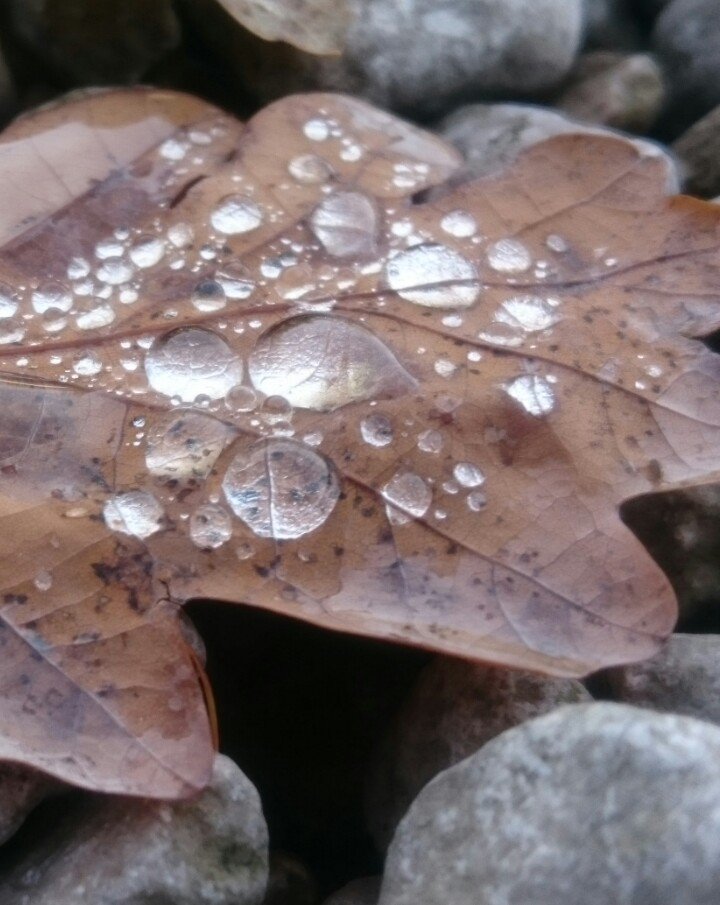 Cougie's tweet photo. I'm having my next bit of waterproof kit made out of leaves. Beat that nanoflex https://t.co/CagnR2bUeT