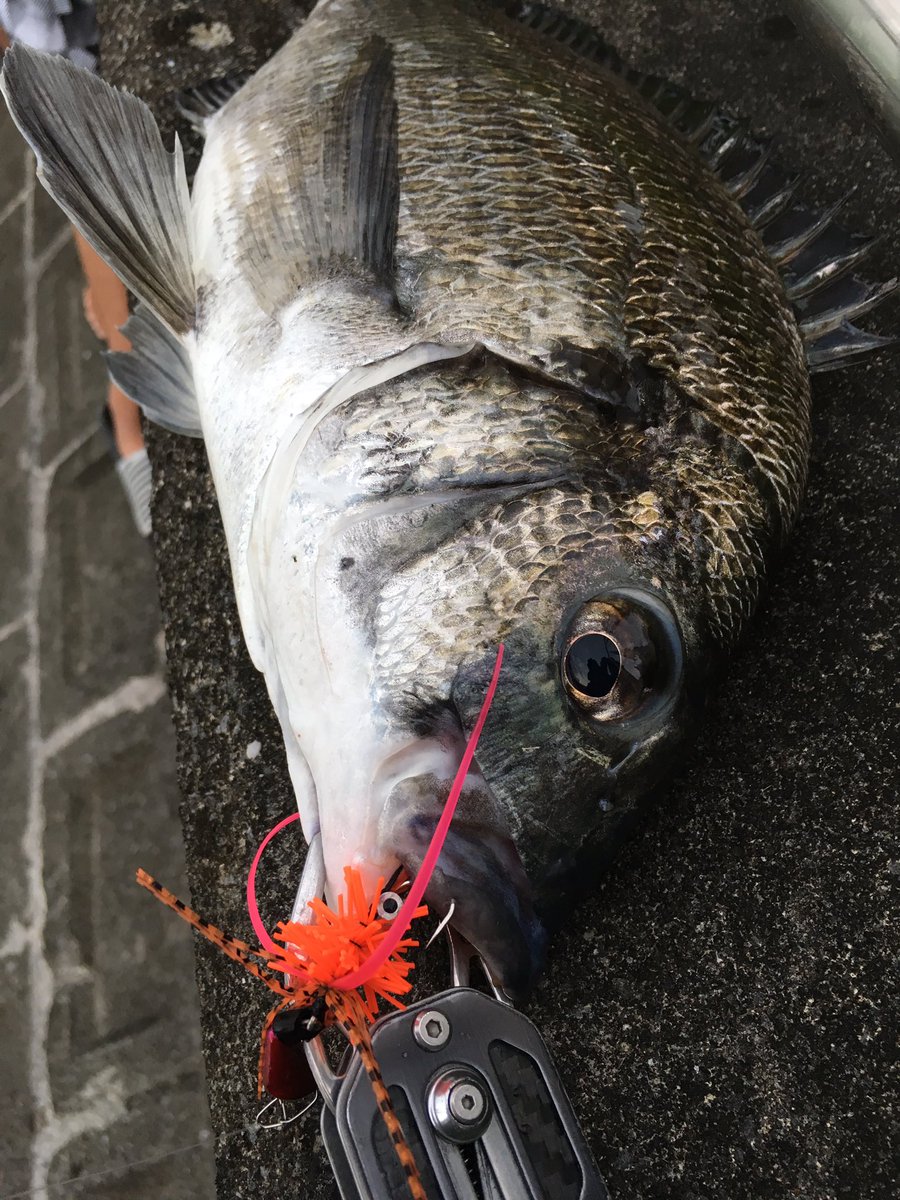 やんばるくいな かわいいヤンバルクイナと自由におしゃべり！ 「やんばるフレンズ