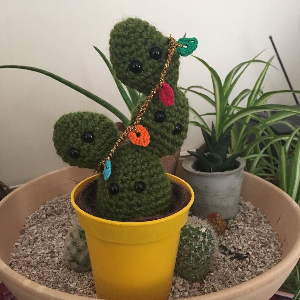 mycactusadventr's tweet photo. #Christmas weirdos are coming too #cacti #paddlecactus #cacti https://t.co/G4sayufElb