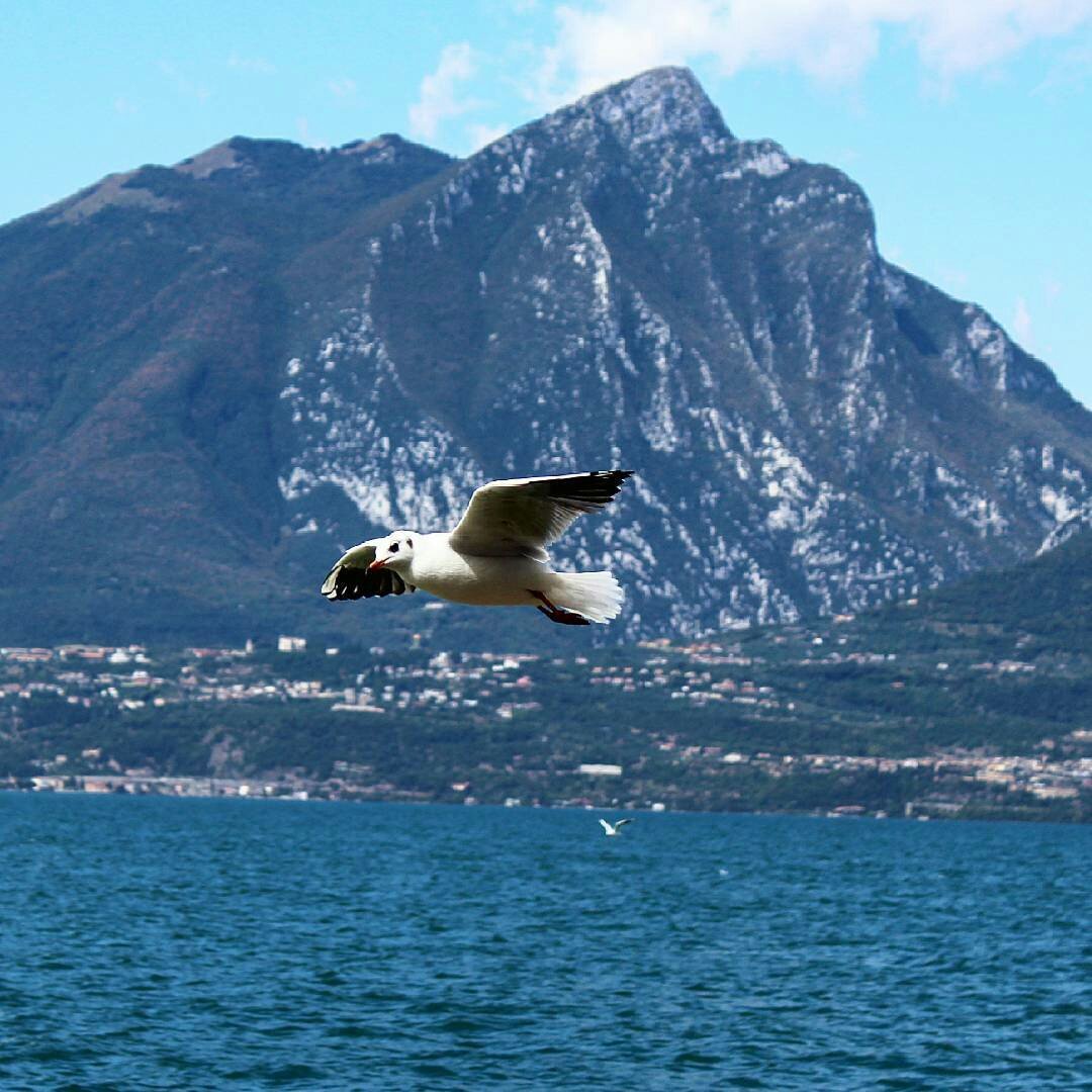 AldinaConsolini's tweet photo. il monte #Pizzoccolo
#Gu`xtutti
#nasodiNapoleone x gli amici
Tanti nomi,un sicuro punto d riferimento
#casa
#lemieradici
#buonpranzo #amici https://t.co/wZ0B0vOvxy