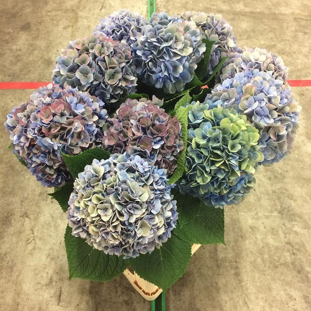 HolexFlower's tweet photo. Hydrangea Hilde Moorhoff Classic #hydrangea #holexflower #flowersfromholland #flowers #flo… https://t.co/IUM2ZA7jjZ https://t.co/X4camBSb1L