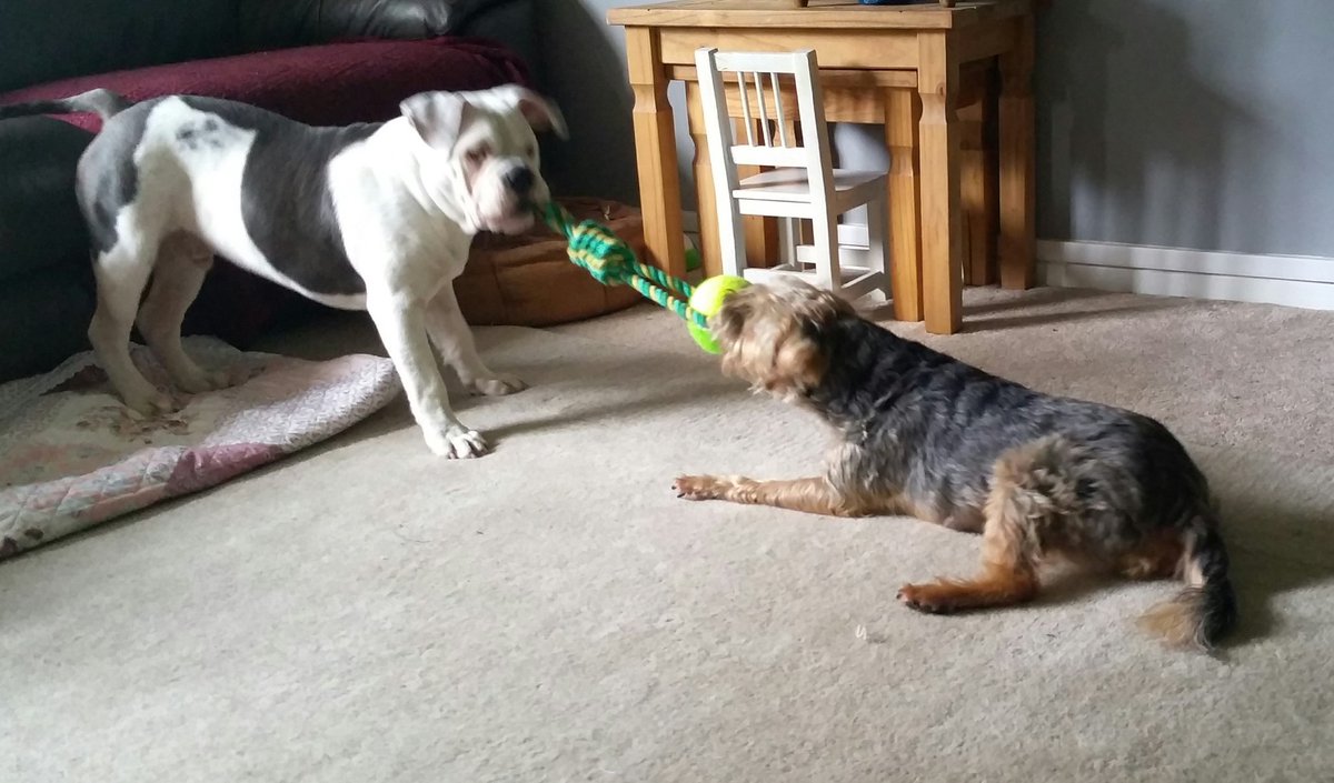 KazSlade's tweet photo. #Old English #Bulldogs play time for #rubble , But not so much for Monty our #borderterrier   . https://t.co/4Rt2QN7DnB