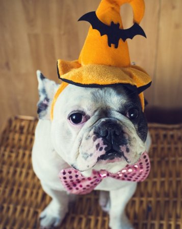 TrueOrgUK's tweet photo. How to dress up your pets this halloween without them hating it: https://t.co/qltCAdxU4t https://t.co/iq3yo1Lmq1