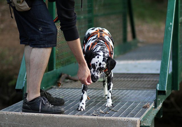 AllfordogsDerby's tweet photo. 8 Tips To Help Your Dog Conquer Their Fears - https://t.co/Wyl96UZlZ7 https://t.co/5OblIPxMRX