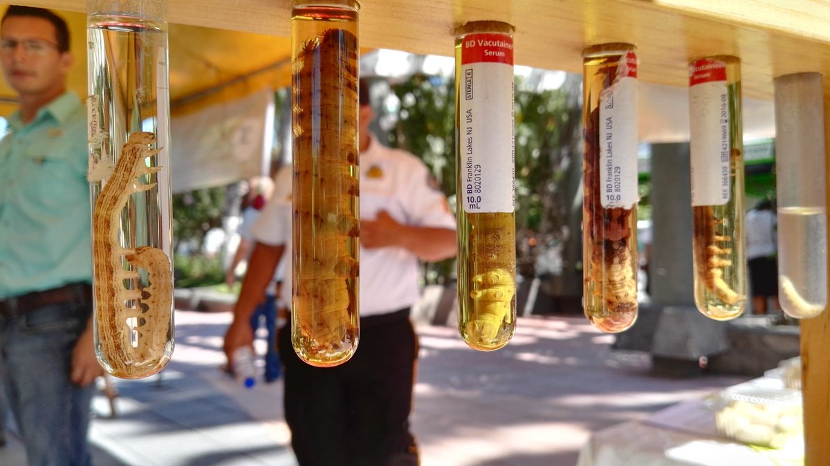 MelenaCreativa's tweet photo. Estudiantes de @ururalgt presentan proyectos de desarrollo agroindustrial e investigación productiva. #FeriaDeCiencia #Guastatoya #Progreso https://t.co/KnVCN3U0p9