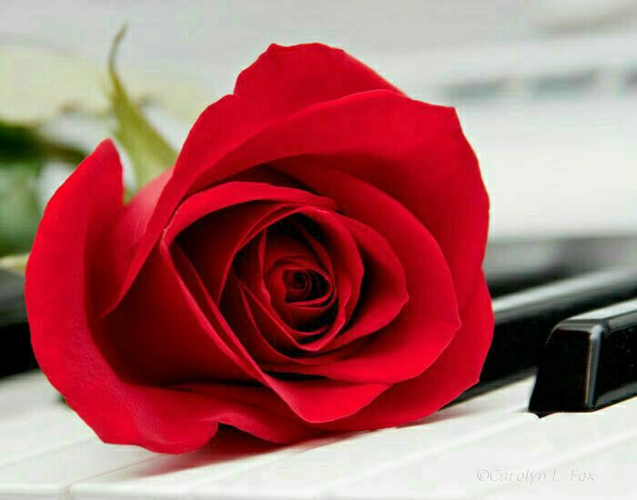 dwa32003's tweet photo. 💌
عندما يُلهمني الله الدعاء لشخص بشكلٍ مُفاجئ ينتابني شعور بأن الله يحبه ويذكّر عباده بالدعاء له..
أرغب أن أكون دعوة أحدهم https://t.co/Q6DPkVWLz1